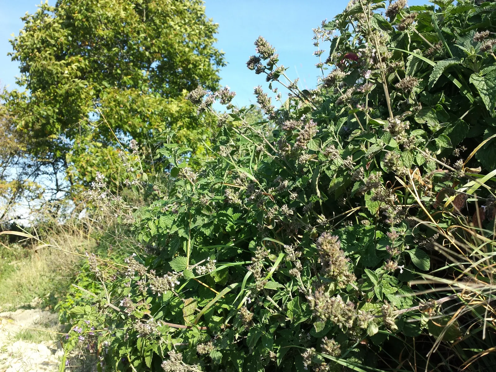 Catnip Mint (Nepeta Catariensis) — Renowned for its aromatic; and is drought resistant once established