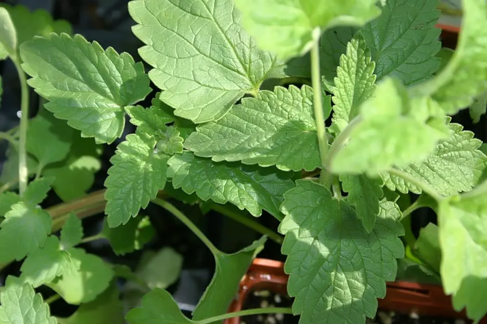 Catnip Mint (Nepeta Catariensis) — adding ecological value to your garden.<br><br>For optimal growth