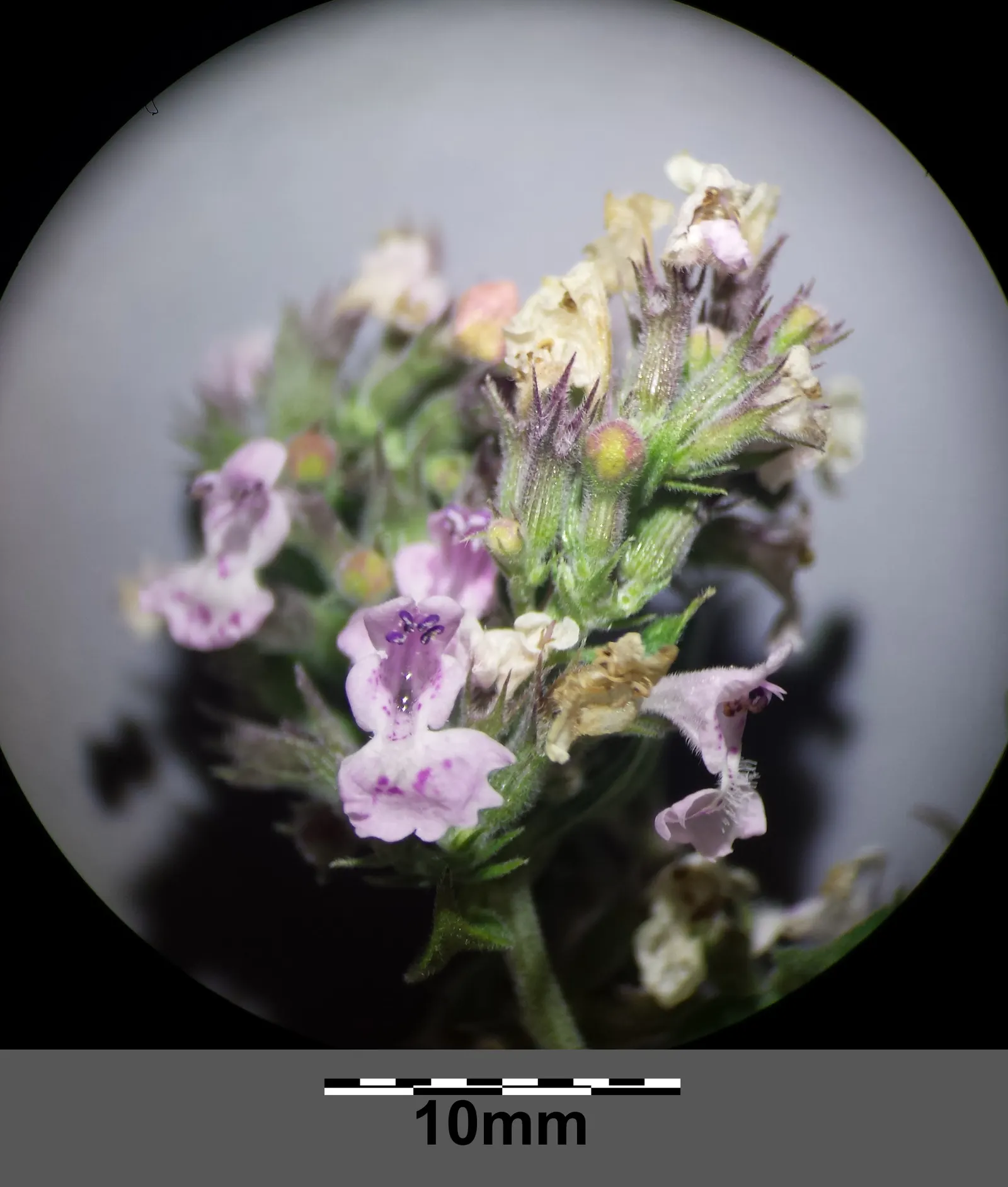 Catnip Mint (Nepeta Catariensis) — Catnip Mint can serve both an ornamental and functional purpose; this drought-tolerant plant requires minimal maintenance