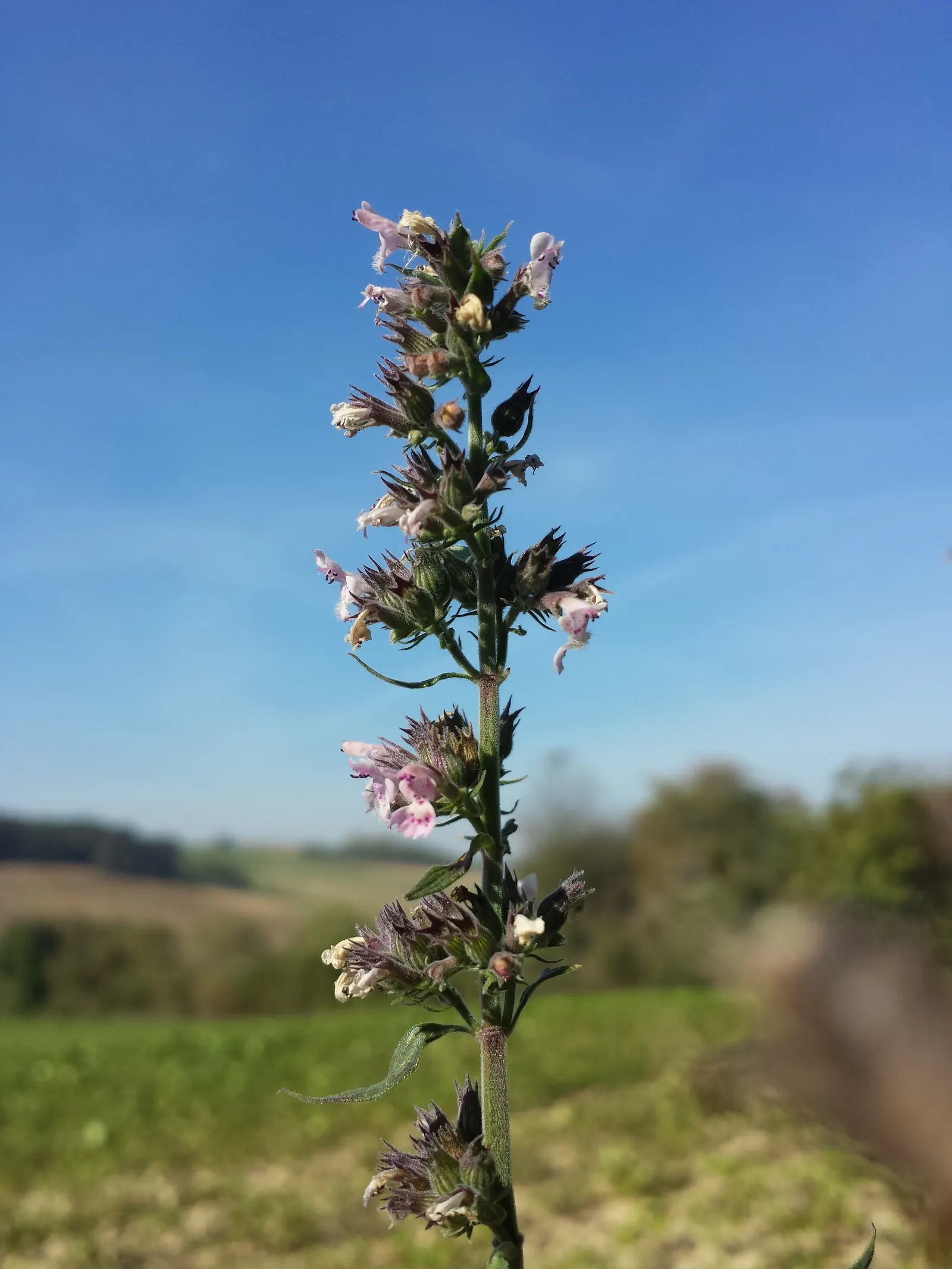 Catnip Mint (Nepeta Catariensis) — which is highly attractive to cats and can serve as a natural insect repellent; offering a subtle yet vibrant display