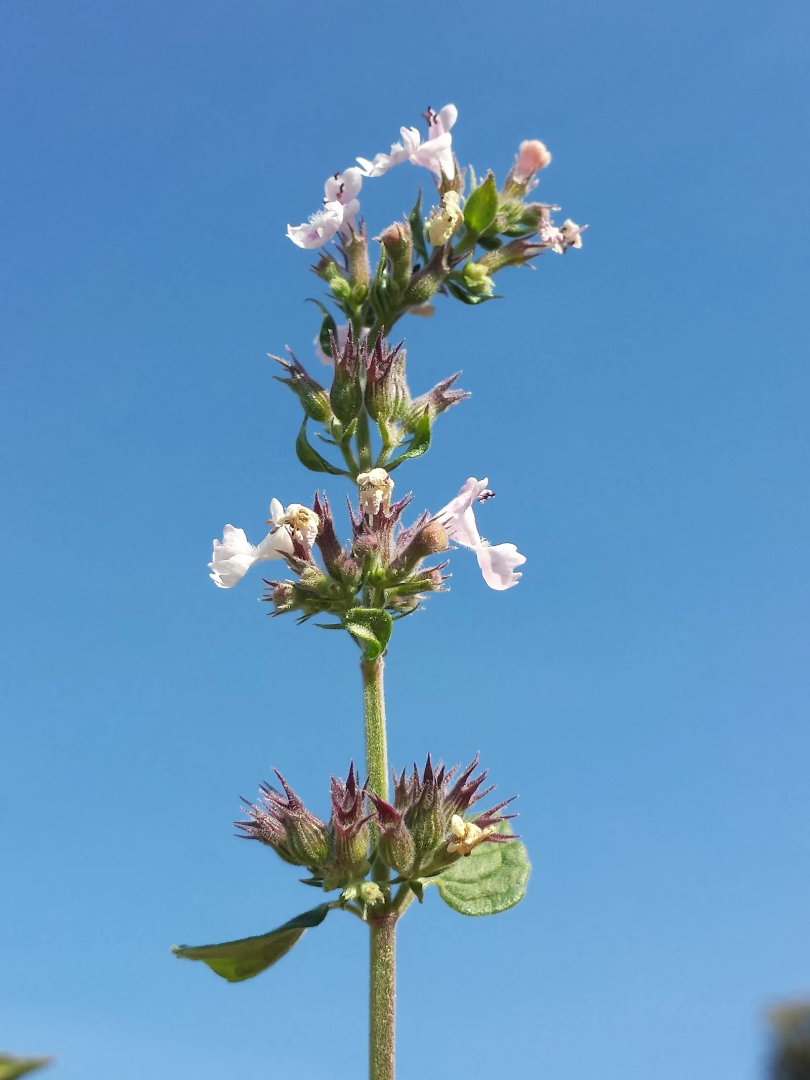 Catnip Mint (Nepeta Catariensis) — This drought-tolerant plant requires minimal maintenance; this floral show also attracts pollinators like bees and