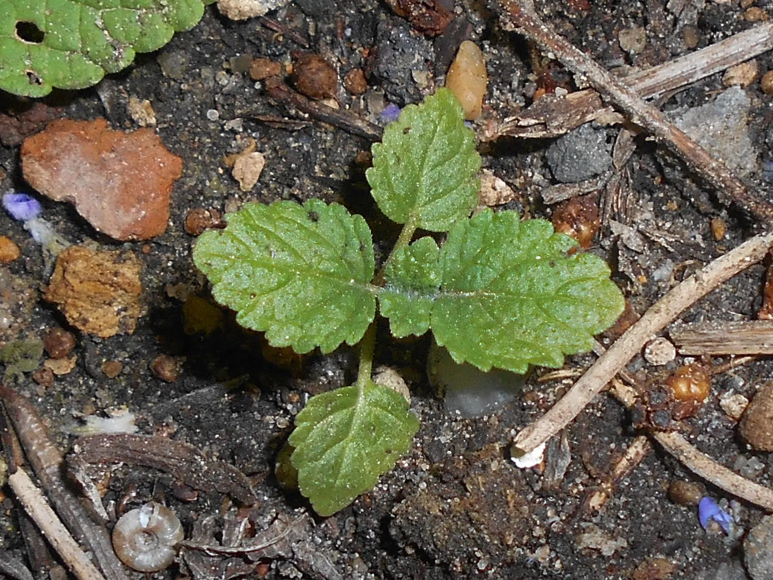 Catnip Mint (Nepeta Catariensis) — Catnip Mint averages a growth height of 2 to 3 feet and spreads about 1.5 to 3 feet
