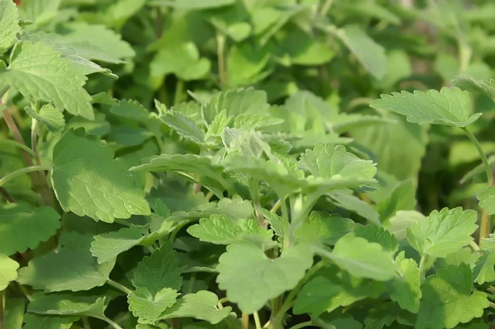 Catnip Mint (Nepeta Catariensis) — pungent aroma when crushed; most commonly used for its striking appearance and sensory appeal in a landscape, image 80