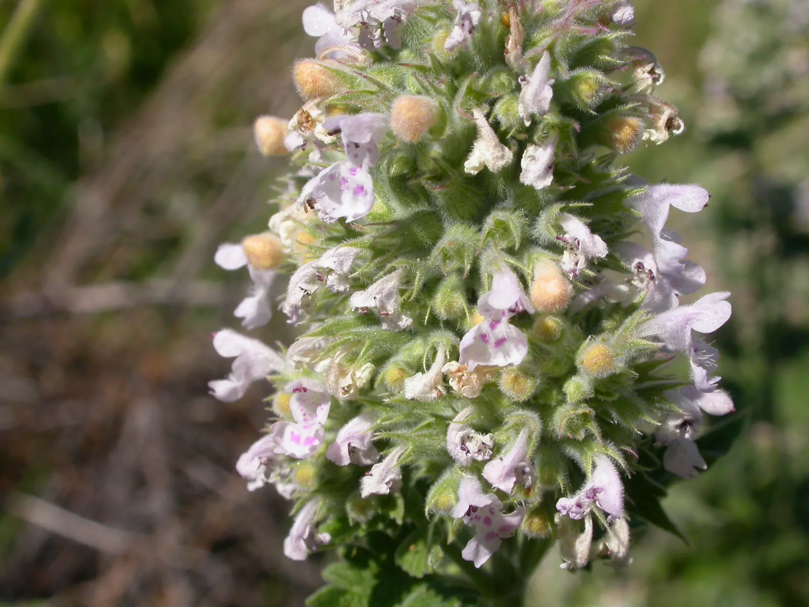 Catnip Mint (Nepeta Catariensis) — These leaves emit a distinctive; catnip entices both pollinators and felines