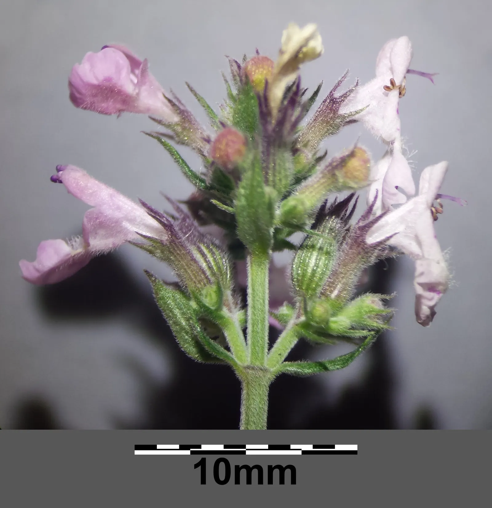 Catnip Mint (Nepeta Catariensis) — Catnip Mint averages a growth height of 2 to 3 feet and spreads about 1.5 to 3 feet; ground cover / herb /, image 78