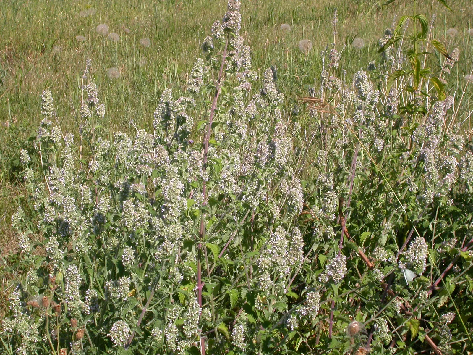 Catnip Mint (Nepeta Catariensis) — which is highly attractive to cats and can serve as a natural insect repellent