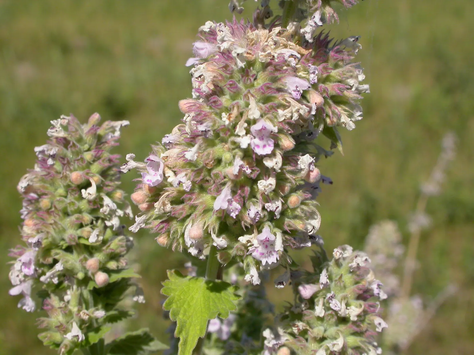 Catnip Mint (Nepeta Catariensis) — making it an excellent addition to casual; showcasing its adaptability to a variety of climates.<br><br>In a, image 73