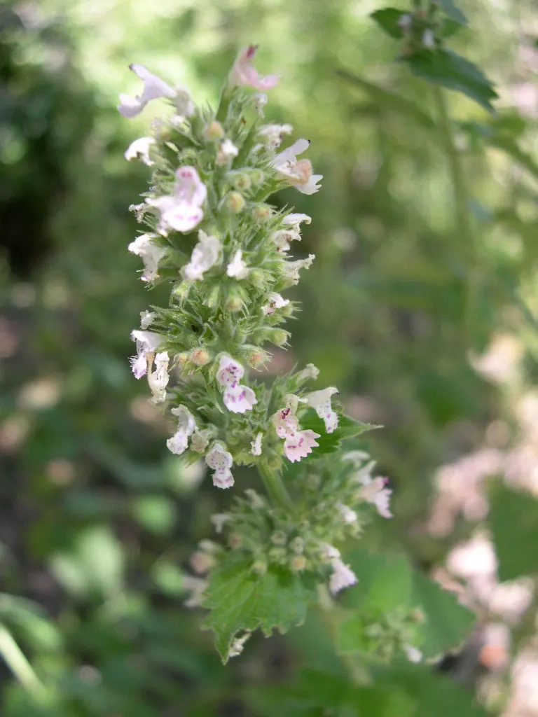 Catnip Mint (Nepeta Catariensis) — pungent aroma when crushed; most commonly used for its striking appearance and sensory appeal in a landscape