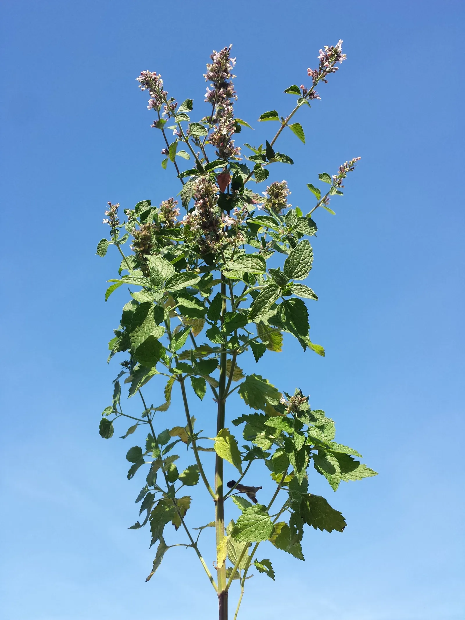Catnip Mint (Nepeta Catariensis) — making it a low-maintenance option for the casual gardener; white to lavender flowers situated in whorls atop the stems