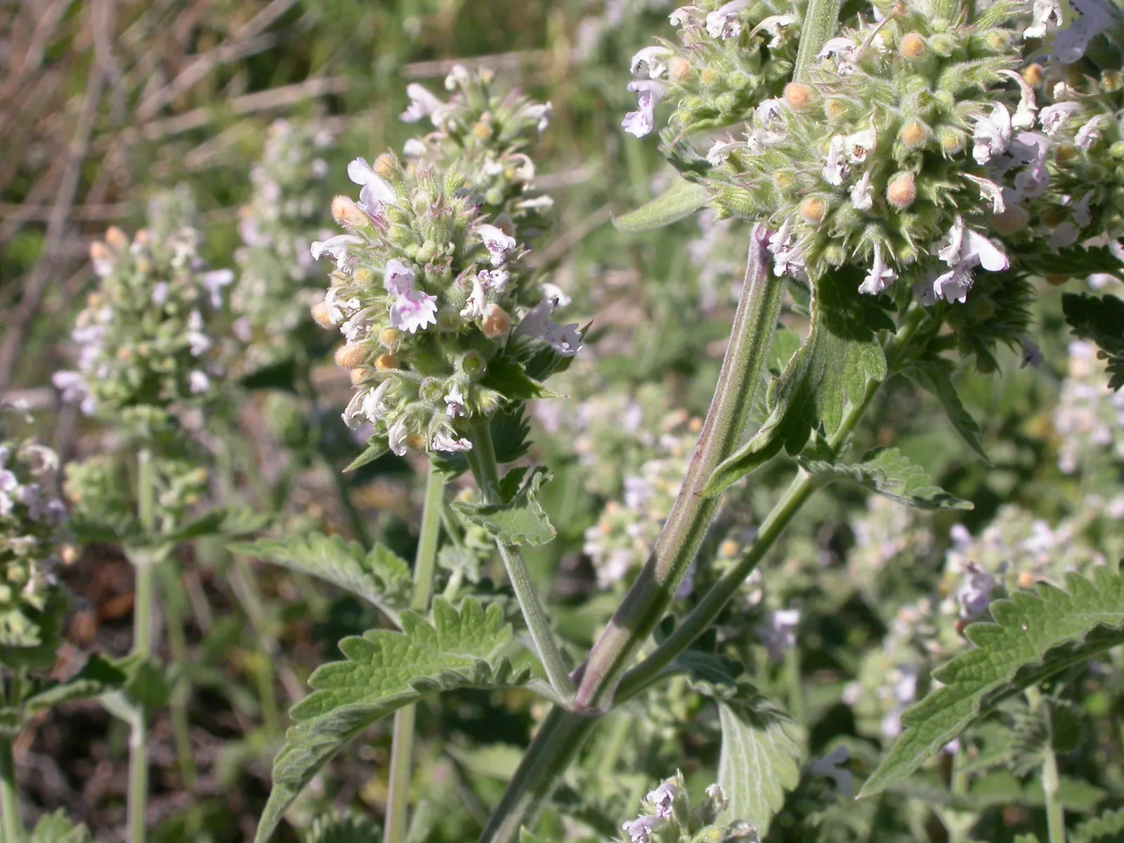 Catnip Mint (Nepeta Catariensis) — It tolerates a variety of soil types; gray-green leaves and summer-blooming lavender flowers