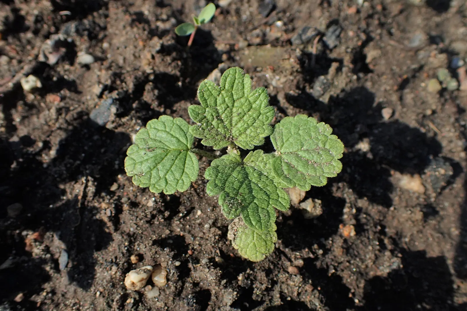 Catnip Mint (Nepeta Catariensis) — blue and purple flowers in the garden; these leaves emit a distinctive