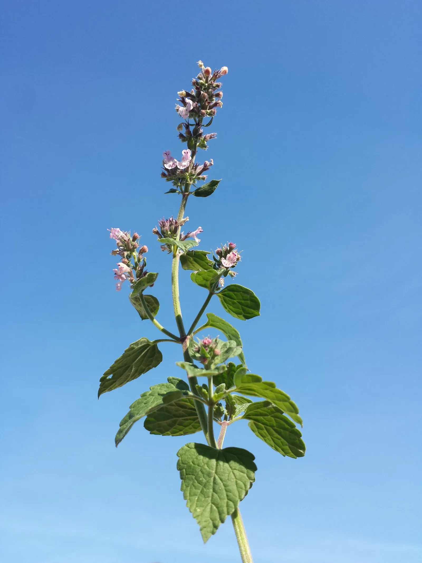 Catnip Mint (Nepeta Catariensis) — These leaves emit a distinctive; catnip entices both pollinators and felines, image 79