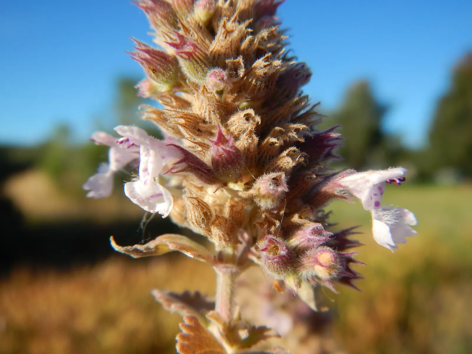 Catnip Mint (Nepeta Catariensis) — It typically attains heights of 2-3 feet and spreads 1-2 feet