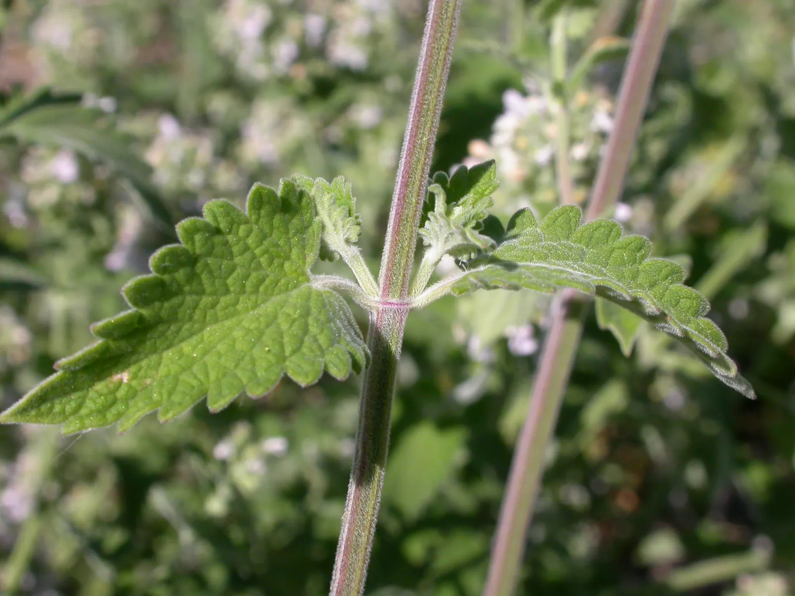 Catnip Mint (Nepeta Catariensis) — Renowned for its aromatic