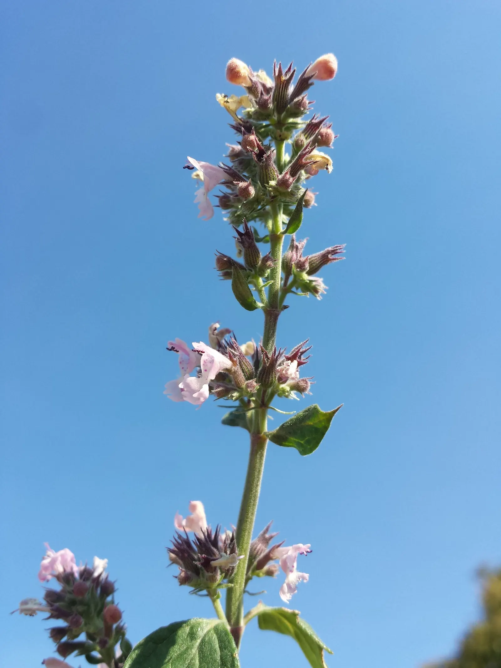 Catnip Mint (Nepeta Catariensis) — Hardiness zones for Catnip Mint range from 3 to 9