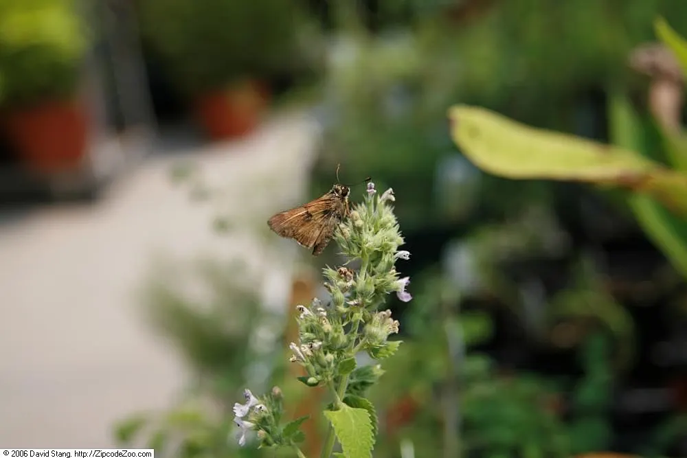 Catnip Mint (Nepeta Catariensis) — From late spring to early autumn