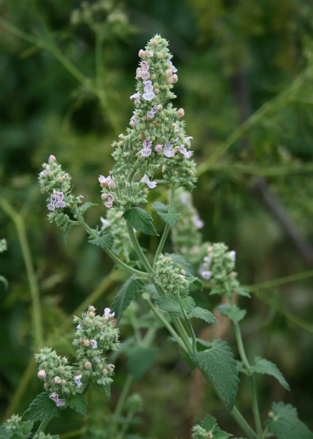 Catnip Mint (Nepeta Catariensis) — making it a low-maintenance option for the casual gardener