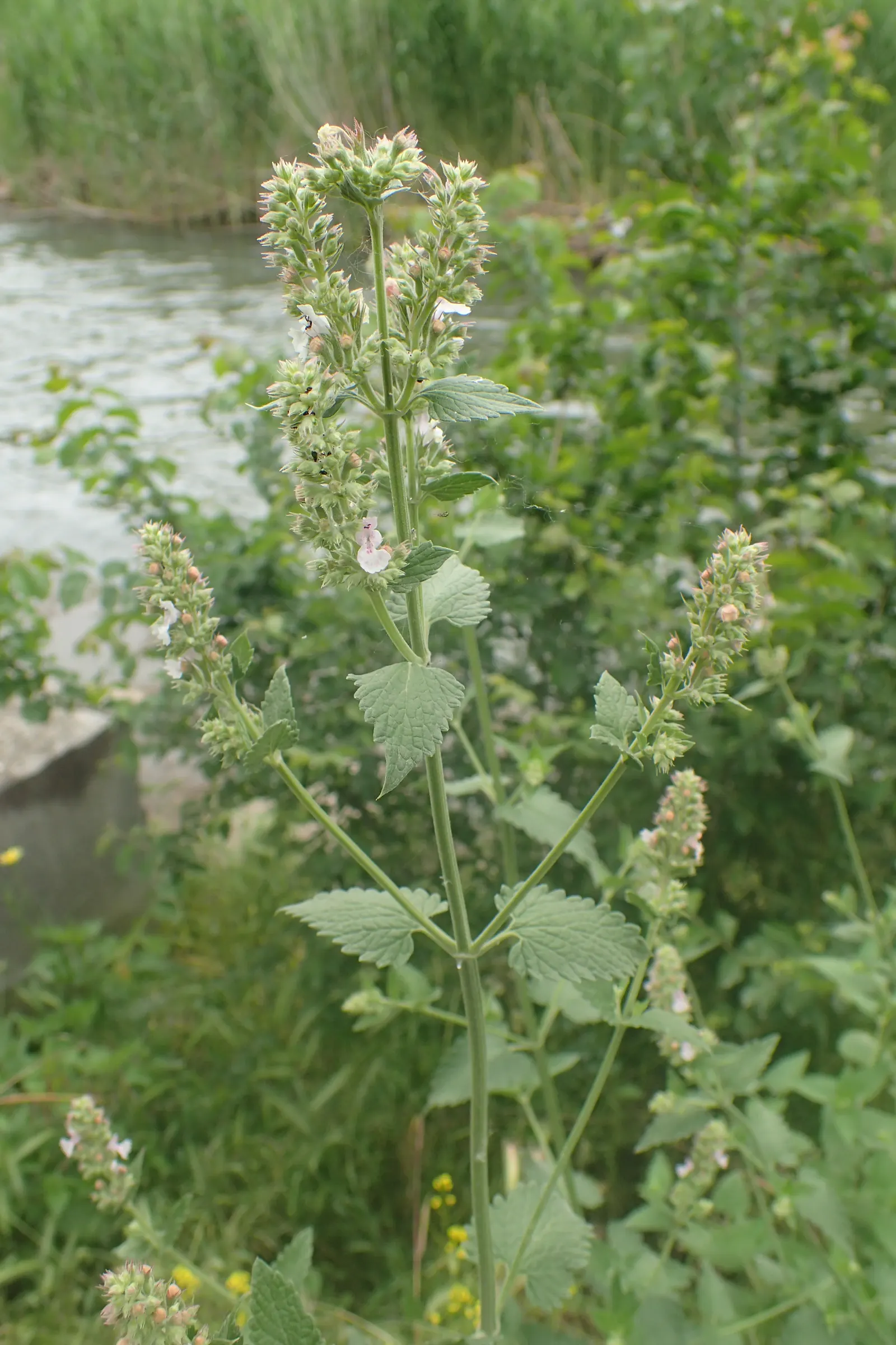 Catnip Mint (Nepeta Catariensis) — is a robust perennial herb; is a perennial belonging to the Lamiaceae family