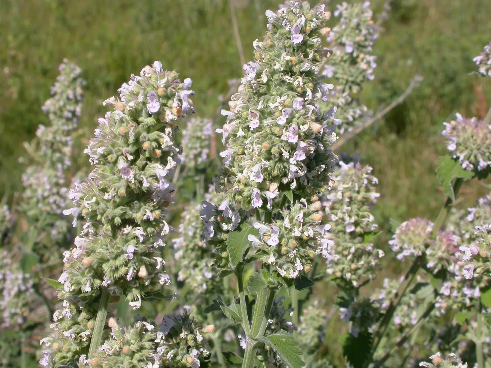 Catnip Mint (Nepeta Catariensis) — Most commonly used for its striking appearance and sensory appeal in a landscape; it tolerates a variety of soil types