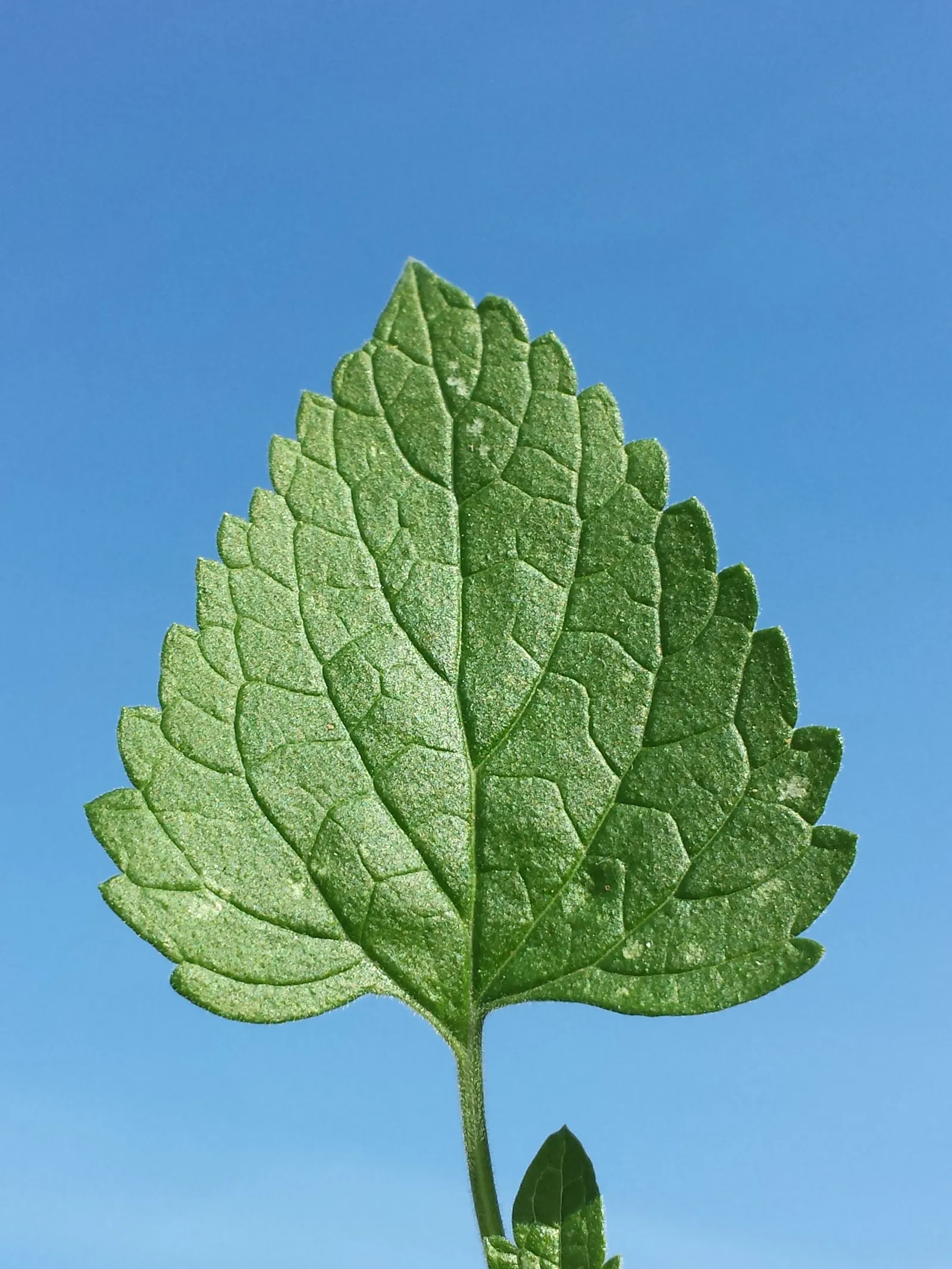 Catnip Mint (Nepeta Catariensis) — is a perennial belonging to the Lamiaceae family