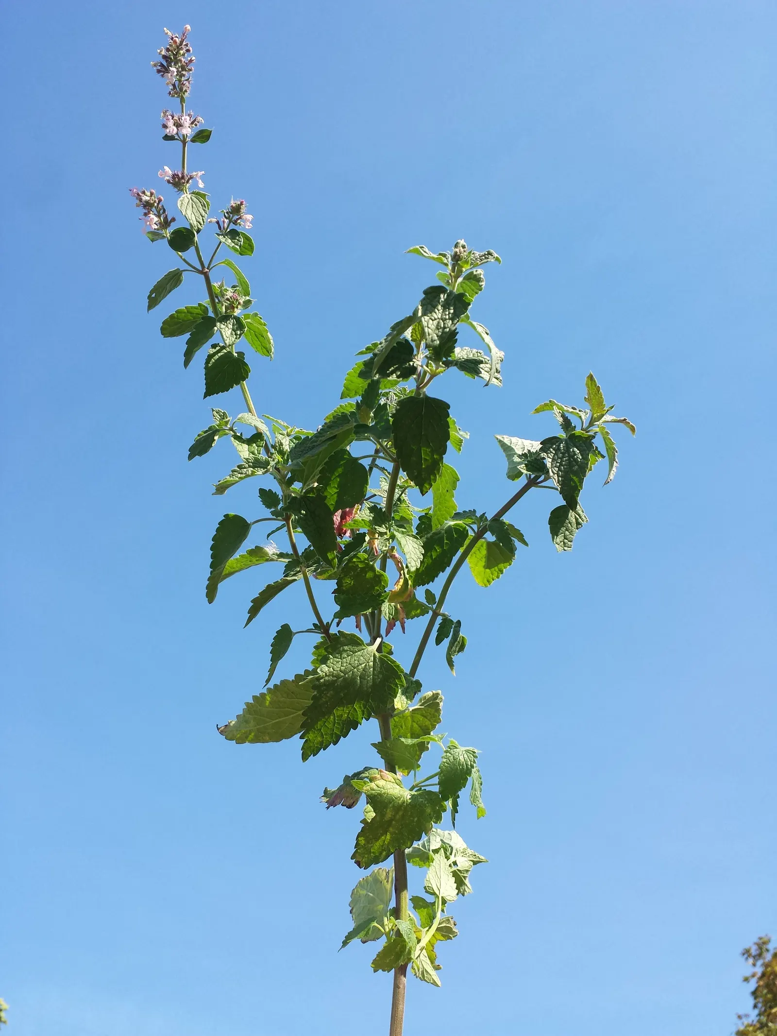 Catnip Mint (Nepeta Catariensis) — It performs best in full sun to part shade, preferring well-drained soils; catnip Mint averages a growth height, image 71