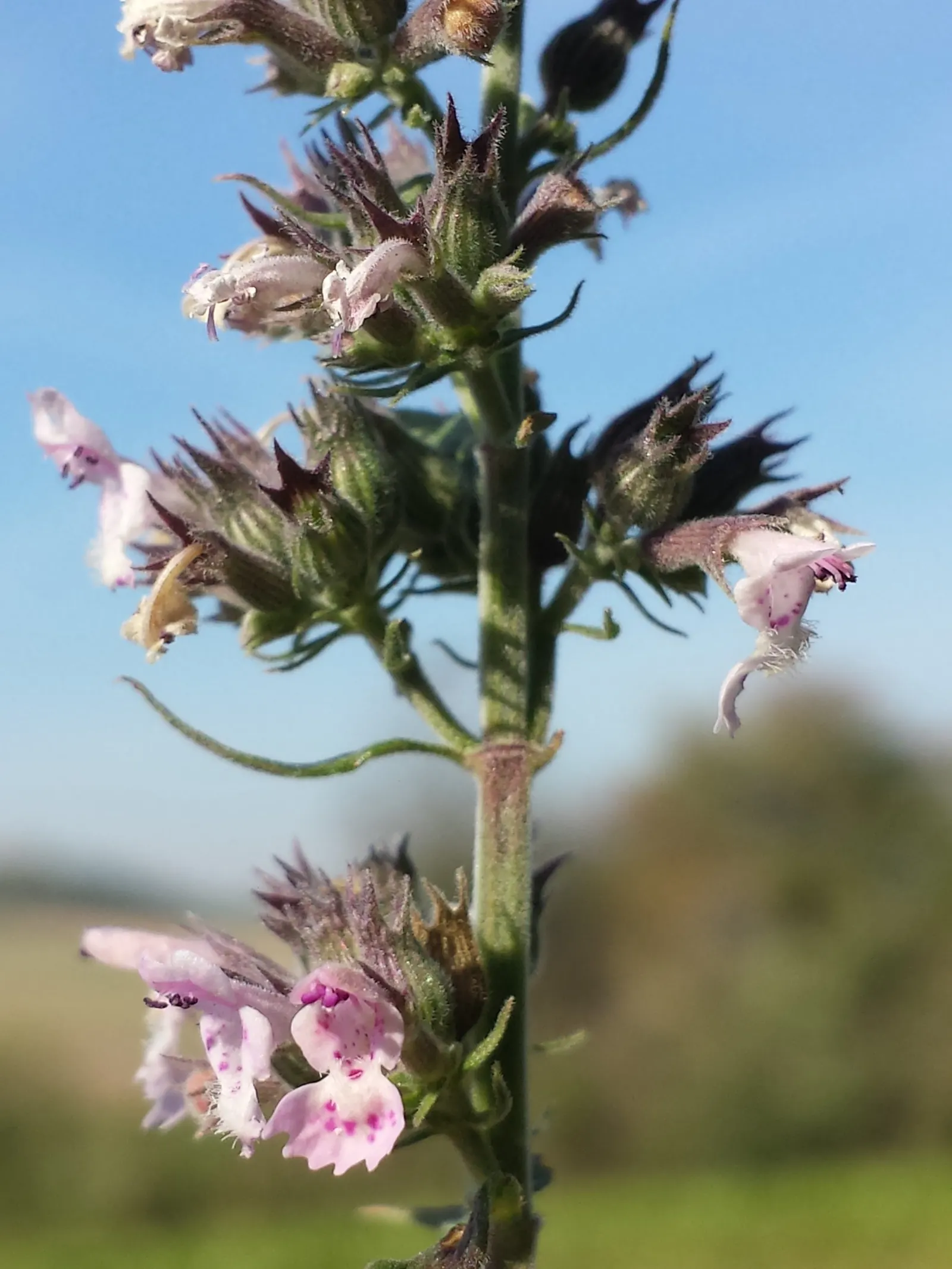 Catnip Mint (Nepeta Catariensis) — commonly referred to as catnip or ca&trade;int; renowned for its aromatic, image 65