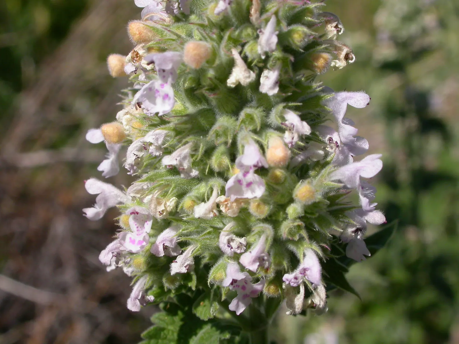 Catnip Mint (Nepeta Catariensis) — It performs best in full sun to part shade, preferring well-drained soils
