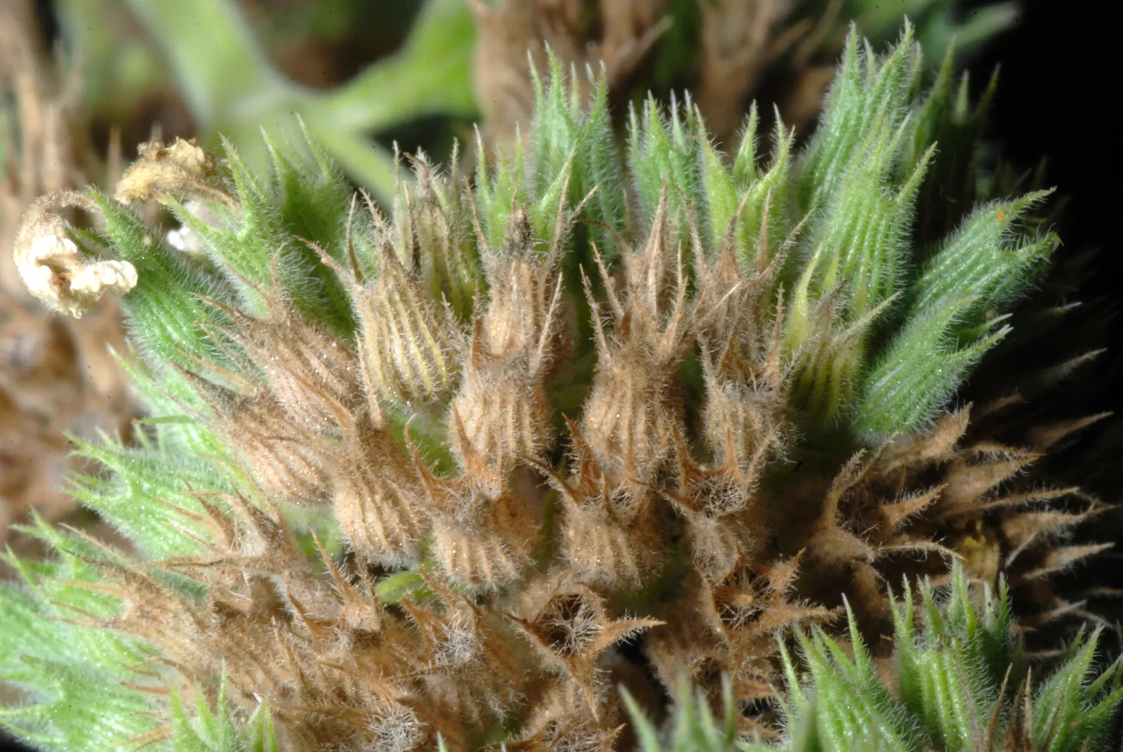 Catnip Mint (Nepeta Catariensis) — is a robust perennial herb; is a perennial belonging to the Lamiaceae family, image 66