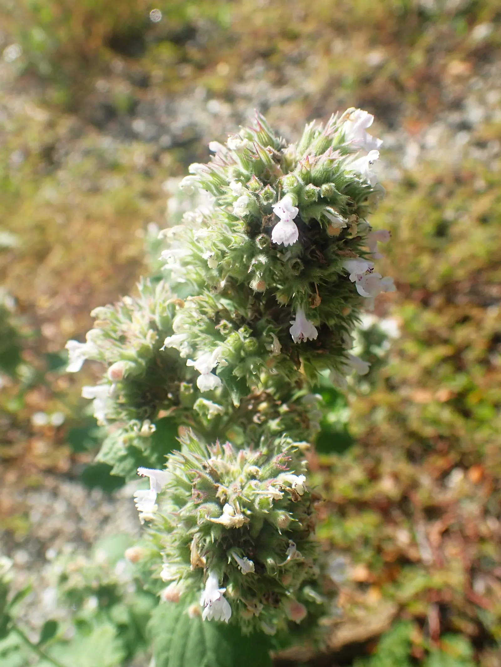 Catnip Mint (Nepeta Catariensis) — this herbaceous perennial prefers a full sun to partial shade exposure and well-drained soil; blue and purple flowers in the
