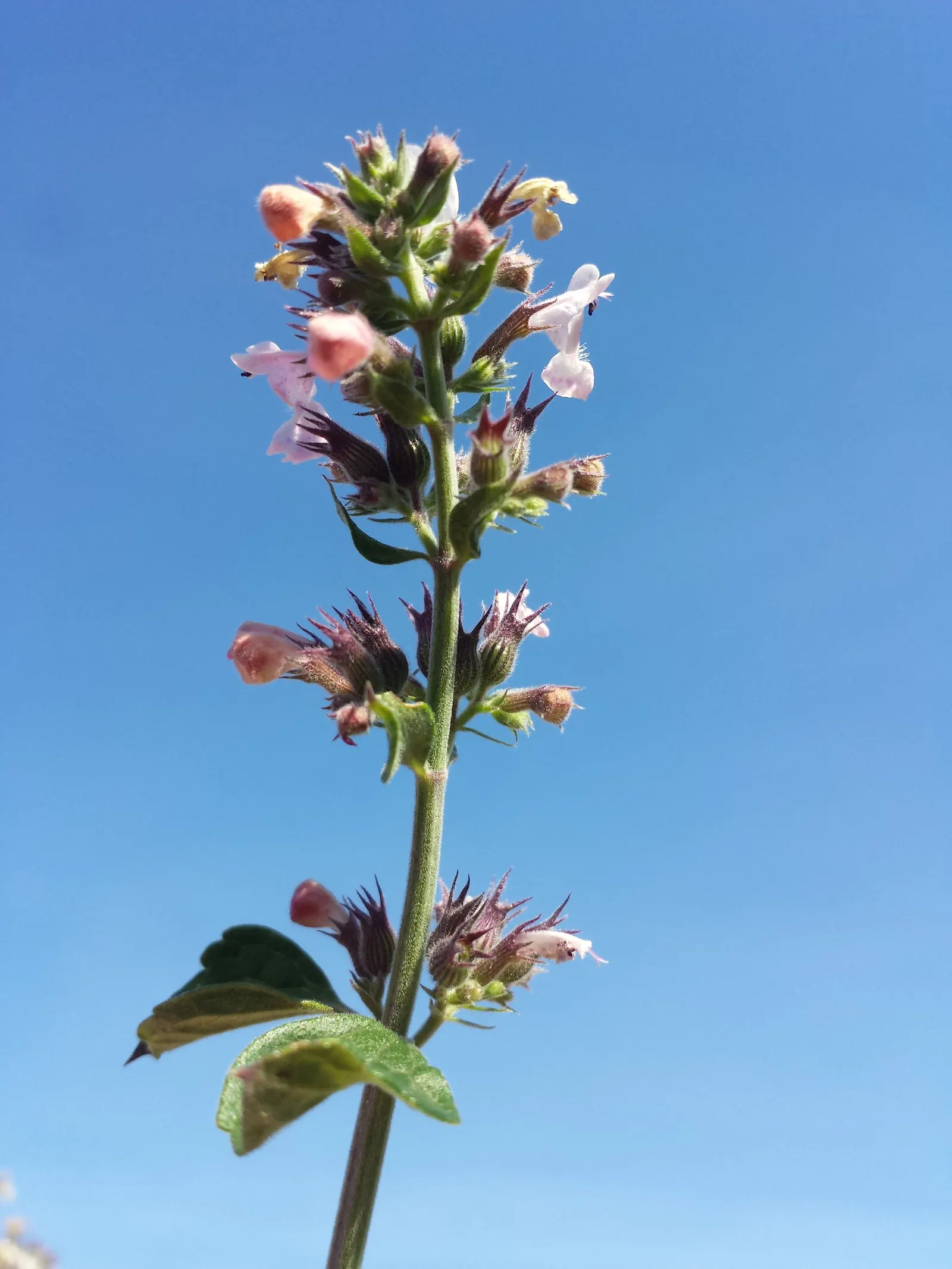Catnip Mint (Nepeta Catariensis) — white to lavender flowers situated in whorls atop the stems; is a robust perennial herb