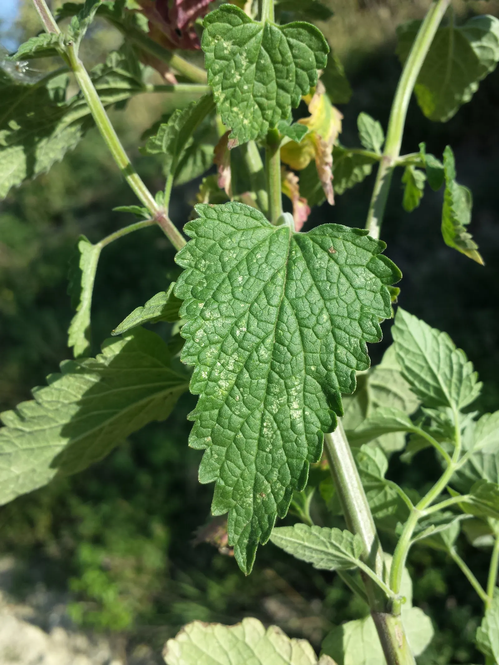 Catnip Mint (Nepeta Catariensis) — gray-green leaves and summer-blooming lavender flowers; ground cover / herb / perennial for full