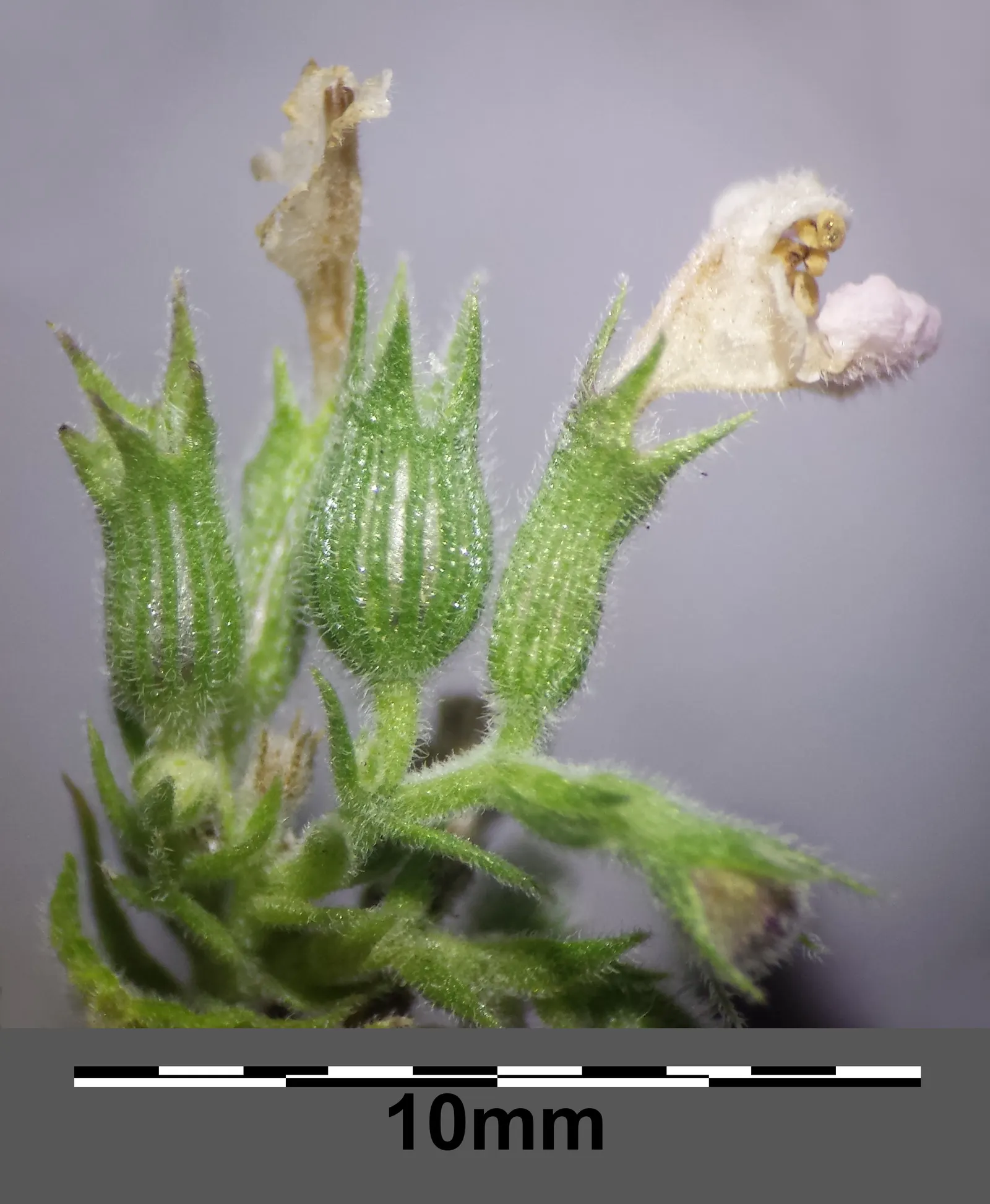 Catnip Mint (Nepeta Catariensis) — offering a subtle yet vibrant display against the soft-textured leaves