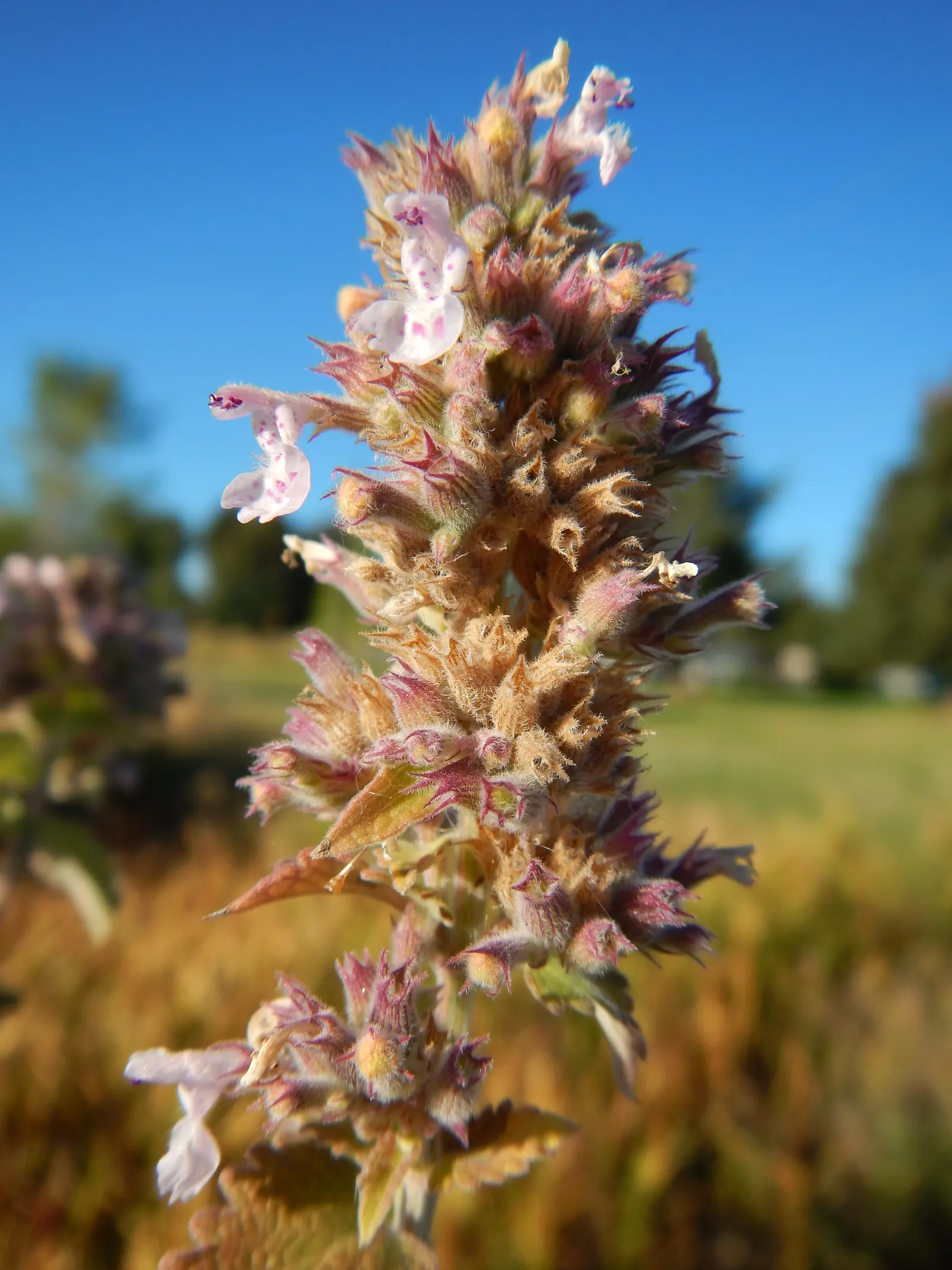 Catnip Mint (Nepeta Catariensis) — showcasing its adaptability to a variety of climates.<br><br>In a landscape design; commonly referred to as catnip or