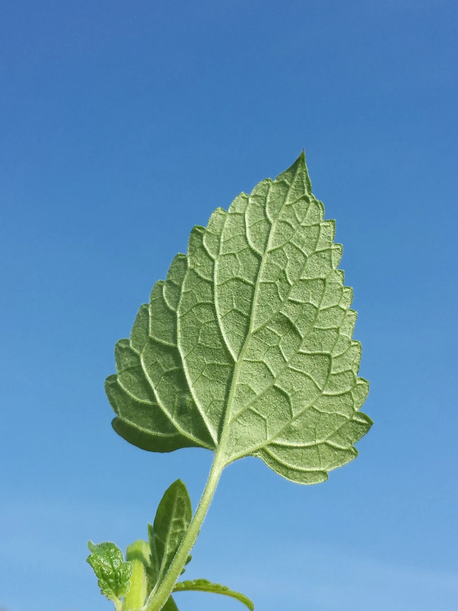 Catnip Mint (Nepeta Catariensis) — commonly referred to as catnip or ca™int