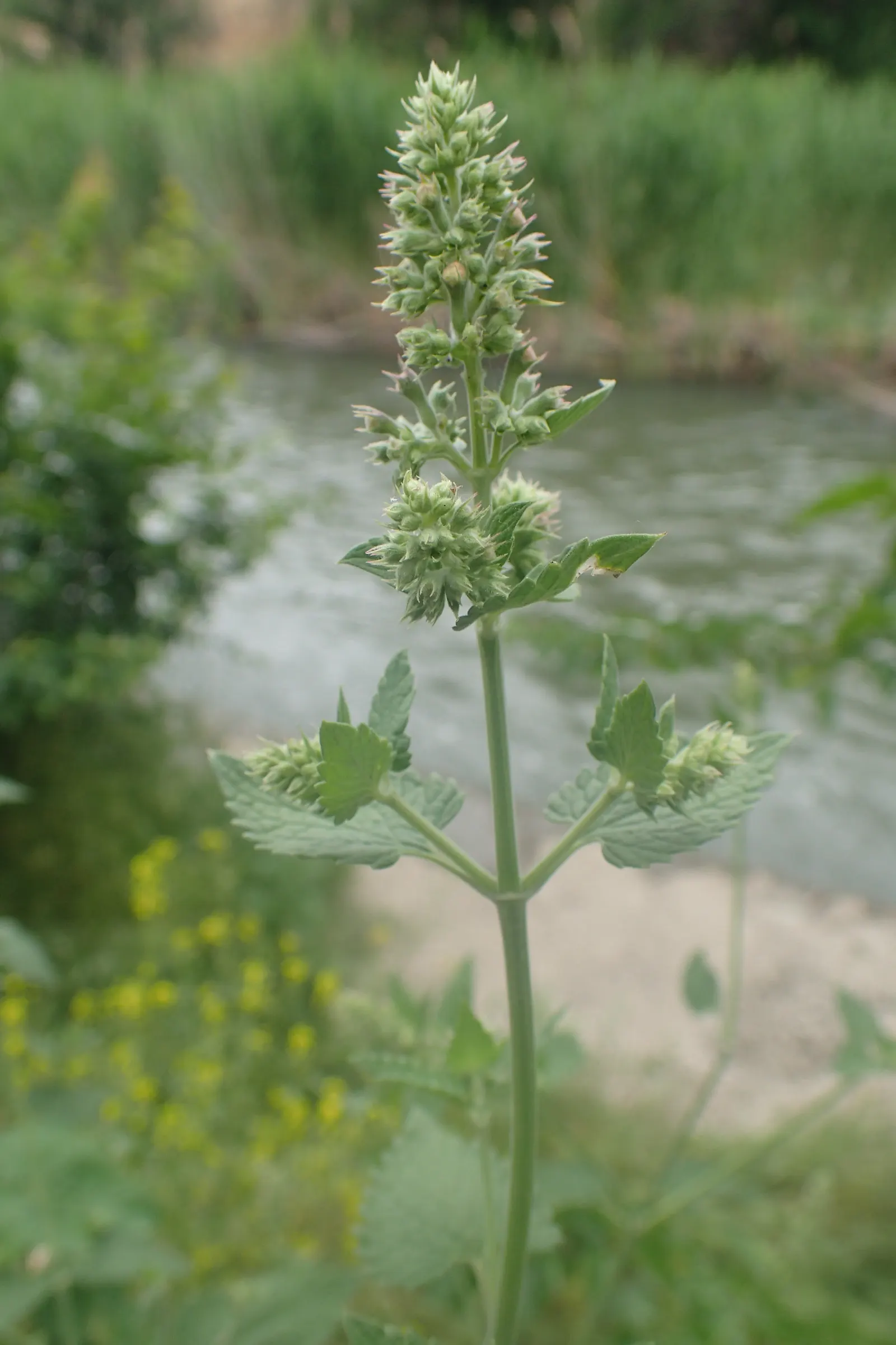 Catnip Mint (Nepeta Catariensis) — showcasing its adaptability to a variety of climates.<br><br>In a landscape design