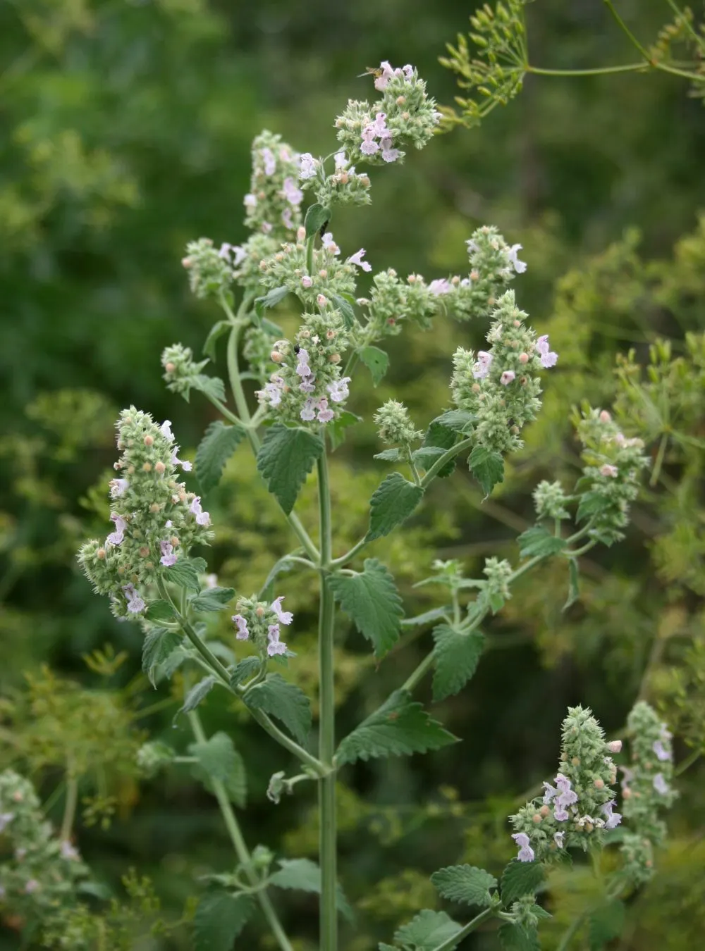 Catnip Mint (Nepeta Catariensis) — renowned for its allure to felines