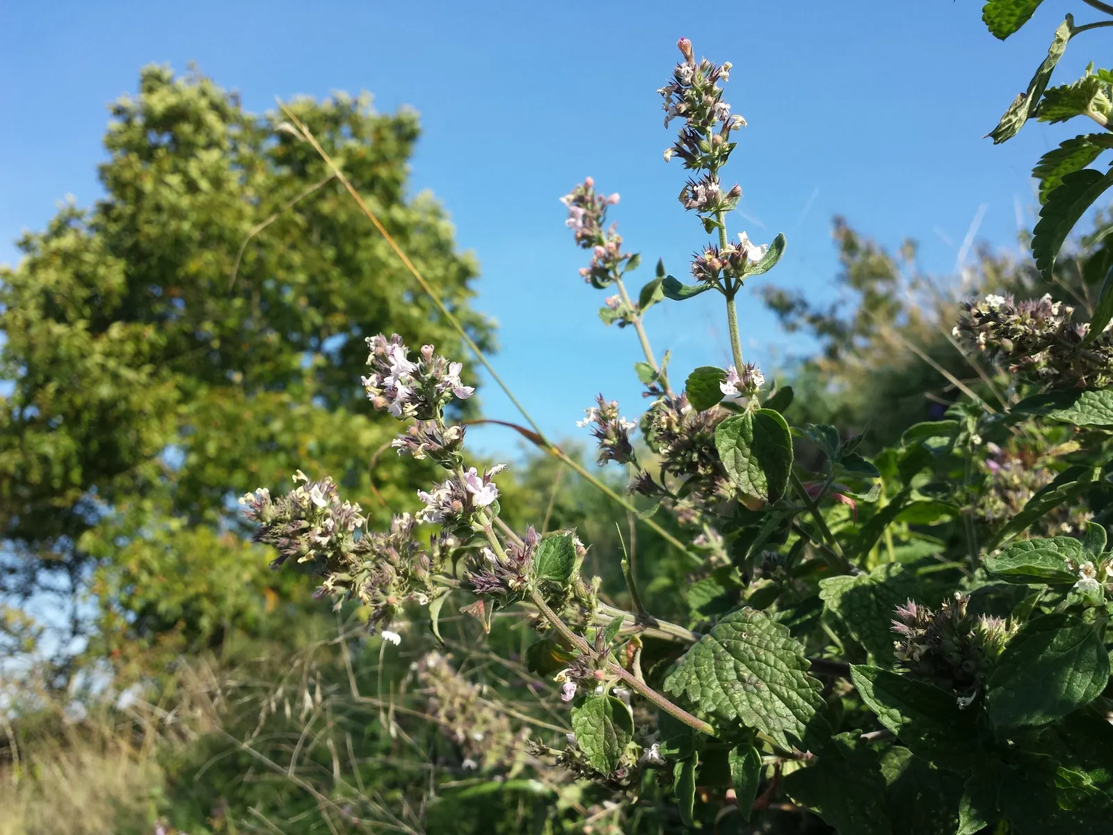 Catnip Mint (Nepeta Catariensis) — making it an excellent addition to casual; showcasing its adaptability to a variety of climates.<br><br>In a landscape design