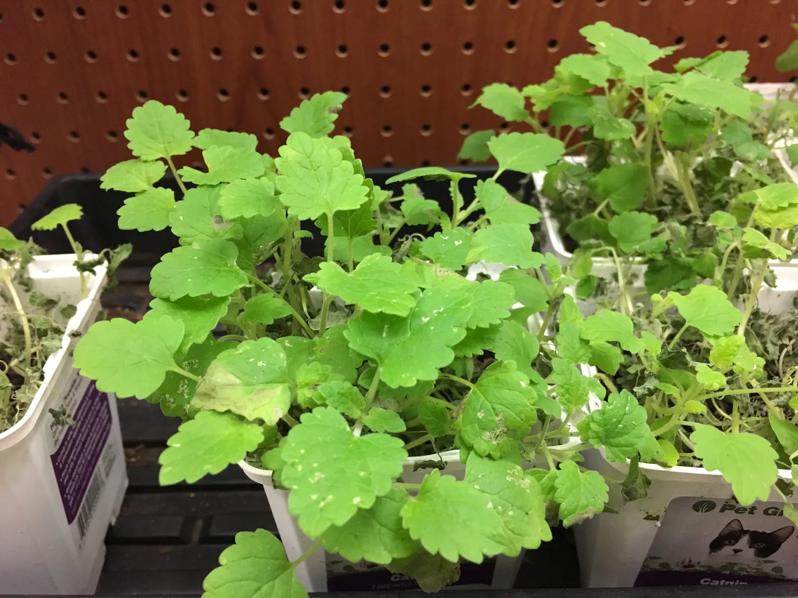 Catnip Mint (Nepeta Catariensis) — gray-green leaves and summer-blooming lavender flowers; ground cover / herb / perennial for full, image 69