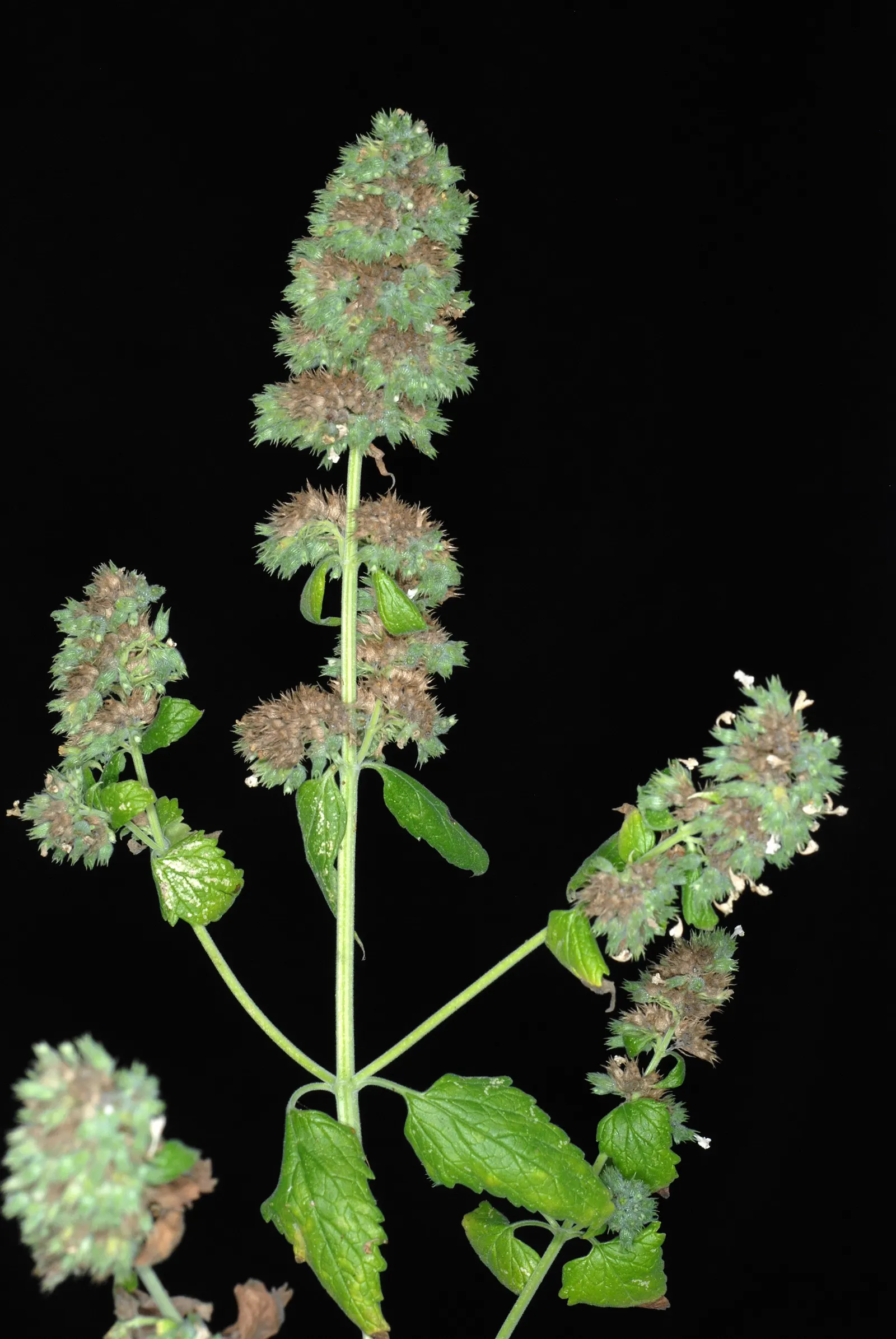 Catnip Mint (Nepeta Catariensis) — is a perennial belonging to the Lamiaceae family; scientifically identified as Nepeta cataria, image 75
