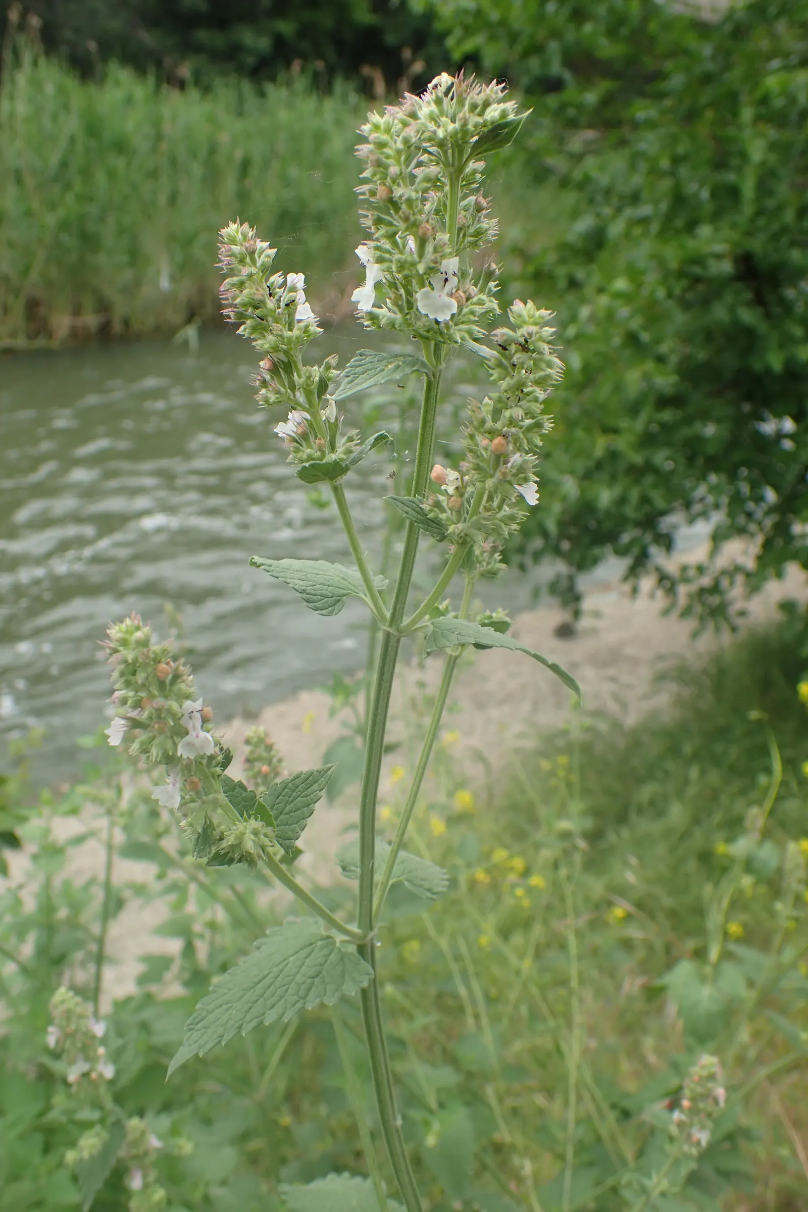 Catnip Mint (Nepeta Catariensis) — scientifically identified as Nepeta cataria; it typically attains heights of 2-3 feet and spreads 1-2 feet