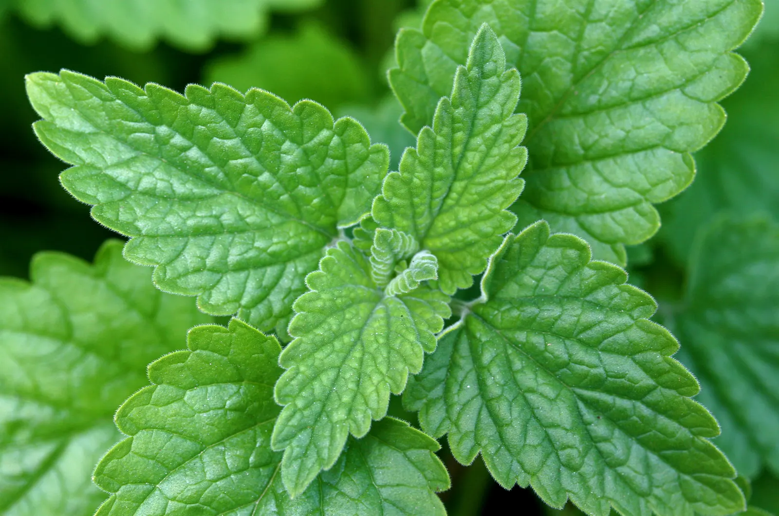 Catnip Mint (Nepeta Catariensis) — commonly referred to as catnip or ca&trade;int; renowned for its aromatic