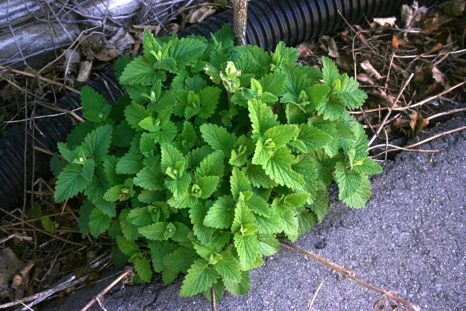 Catnip Mint (Nepeta Catariensis) — renowned for its allure to felines; which is highly attractive to cats and can serve as a natural insect repellent