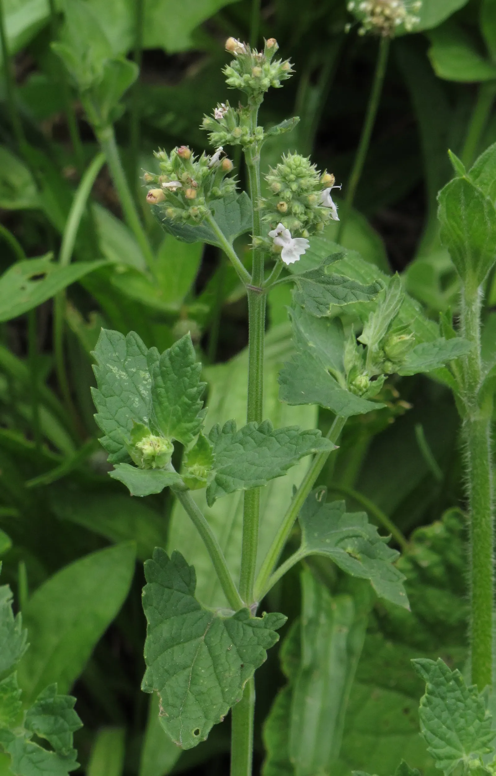 Catnip Mint (Nepeta Catariensis) — Hardiness zones for Catnip Mint range from 3 to 9; making it a low-maintenance option for the casual gardener