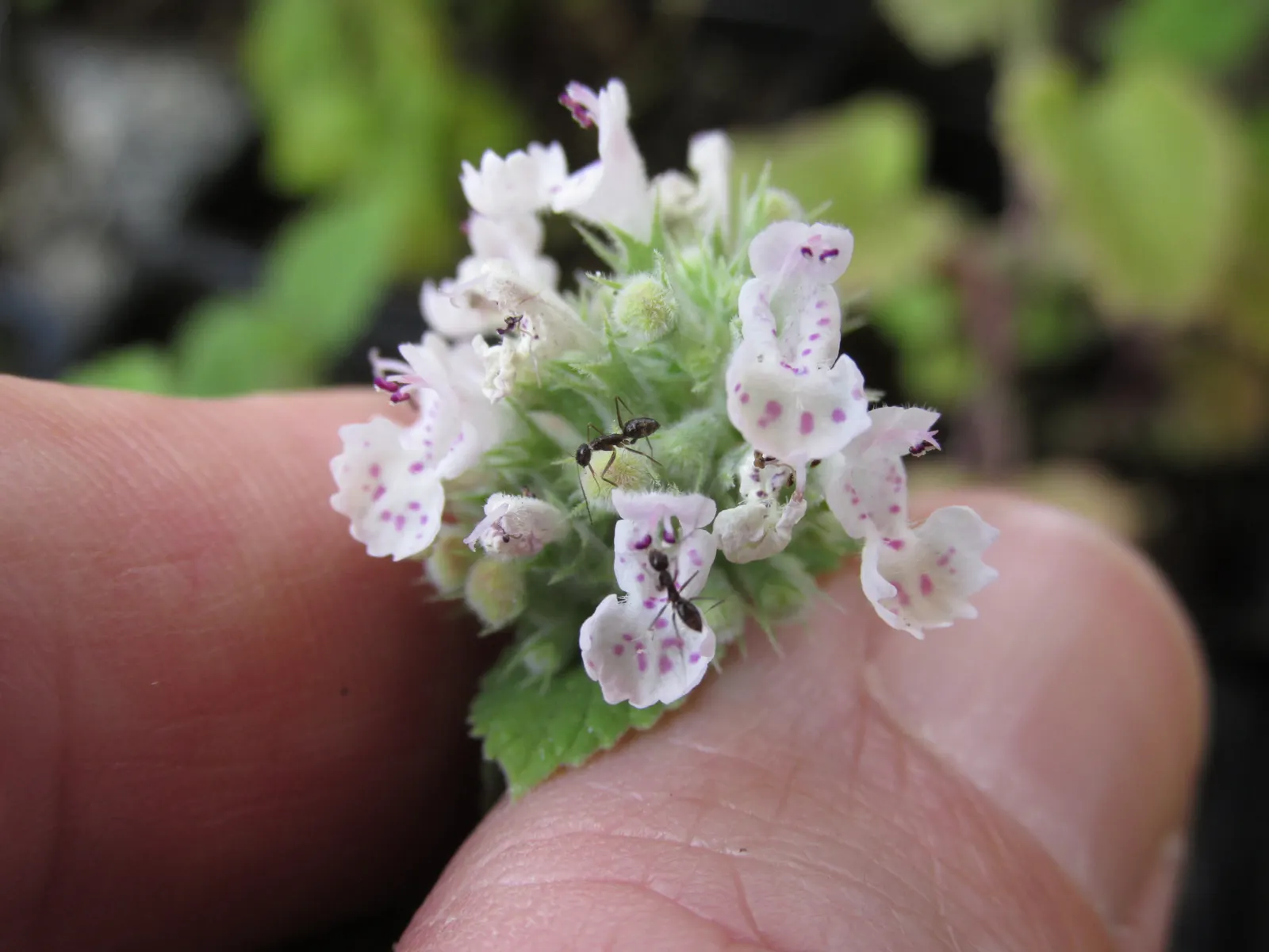 Catnip Mint (Nepeta Catariensis) — which is highly attractive to cats and can serve as a natural insect repellent; offering a subtle yet vibrant, image 81