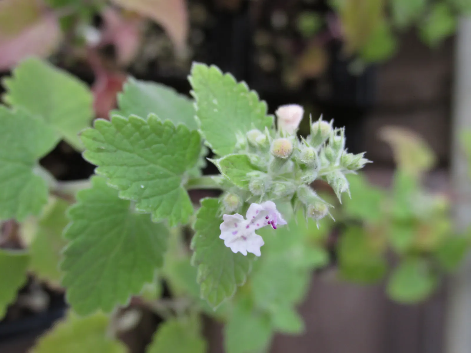 Catnip Mint (Nepeta Catariensis) — This drought-tolerant plant requires minimal maintenance