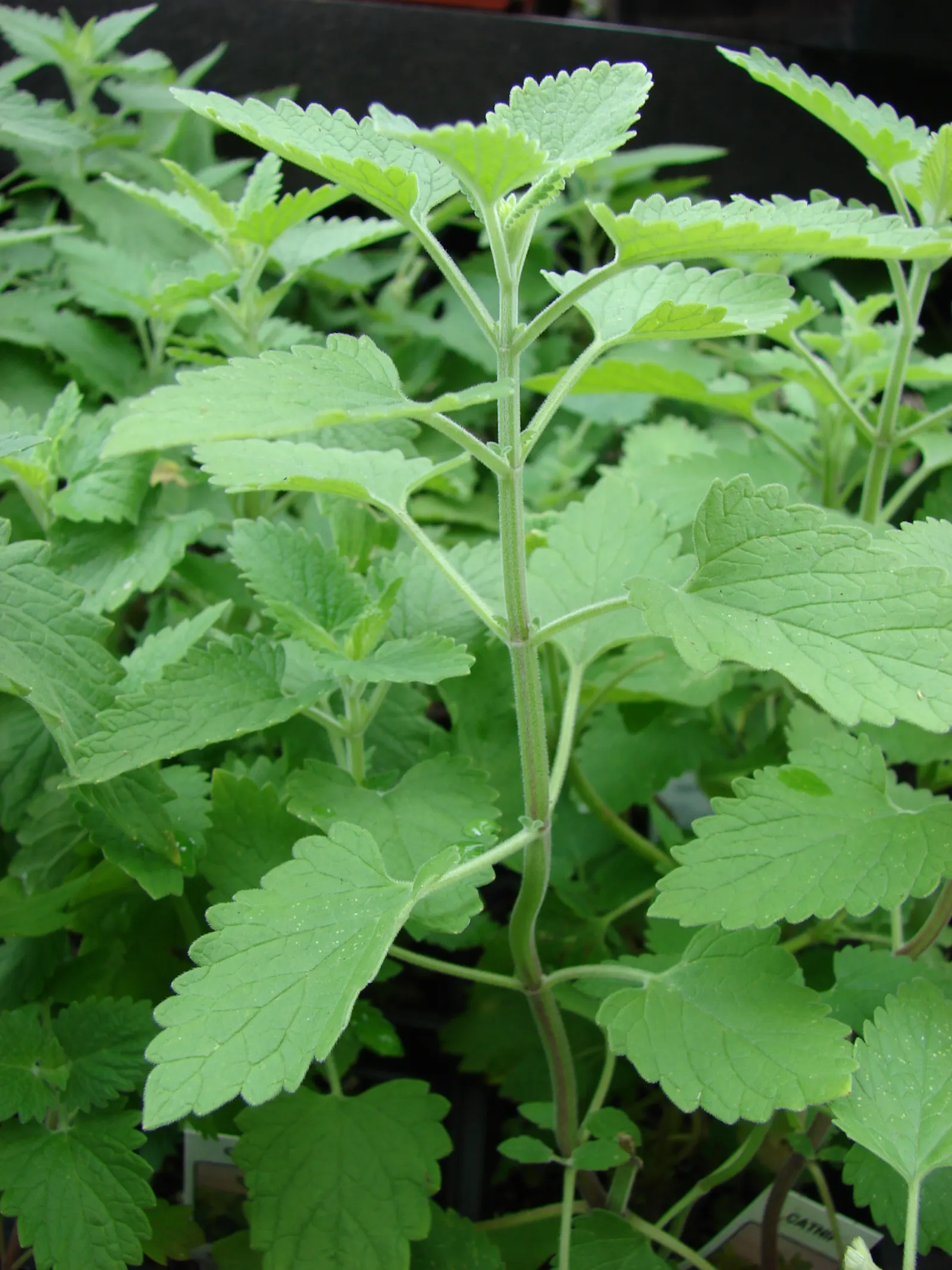 Catnip Mint (Nepeta Catariensis) — white to lavender flowers situated in whorls atop the stems