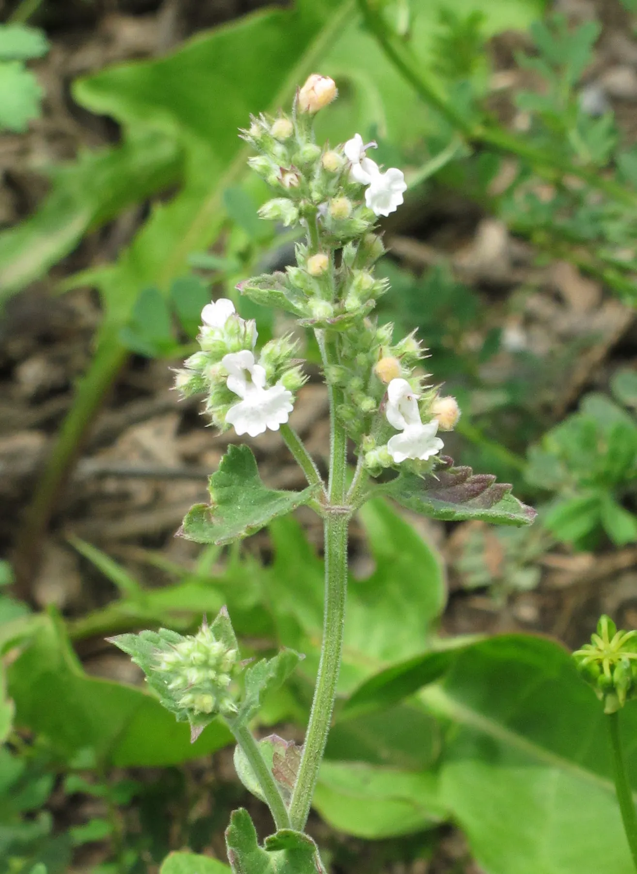Catnip Mint (Nepeta Catariensis) — This floral show also attracts pollinators like bees and butterflies; pungent aroma when crushed