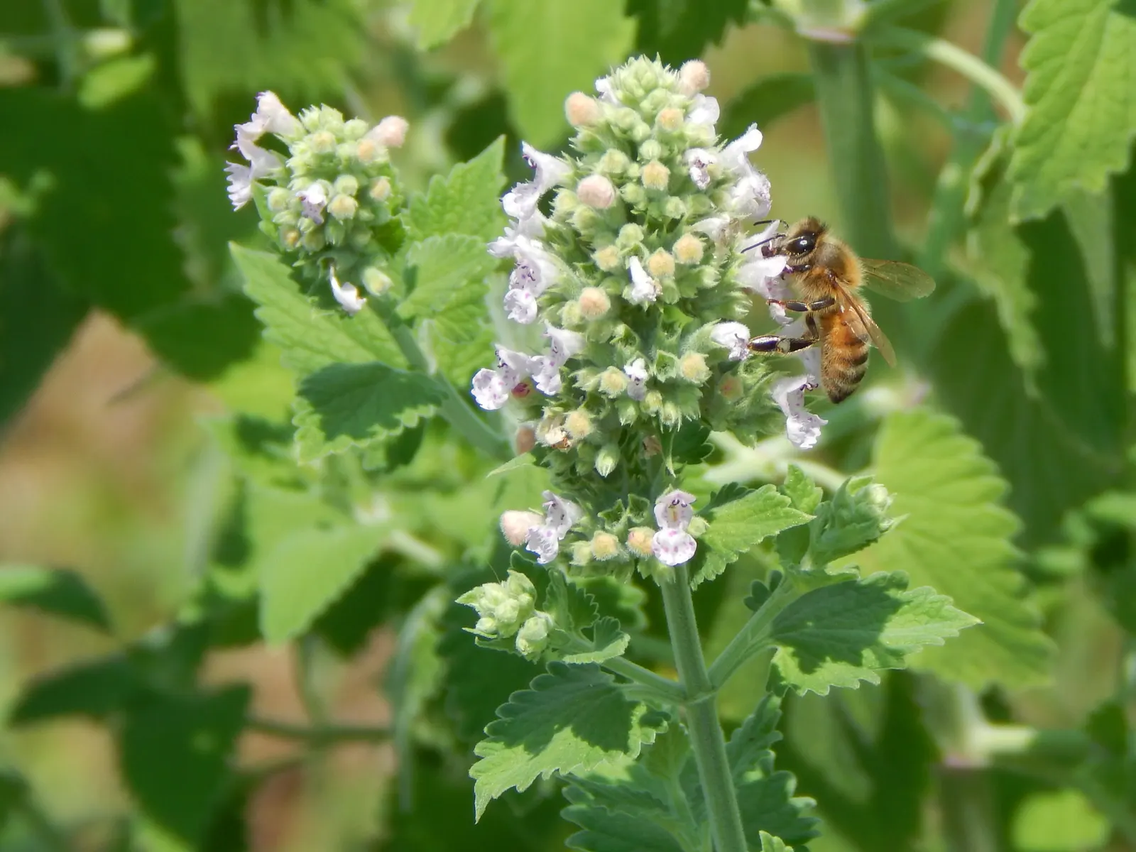 Catnip Mint (Nepeta Catariensis) — this herbaceous perennial prefers a full sun to partial shade exposure and well-drained soil
