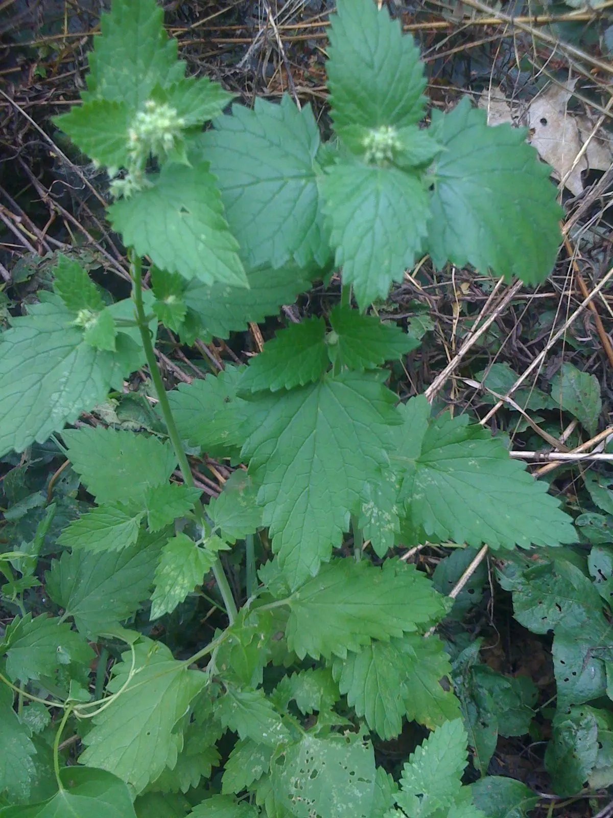 Catnip Mint (Nepeta Catariensis) — renowned for its allure to felines; which is highly attractive to cats and can serve as a natural insect, image 76