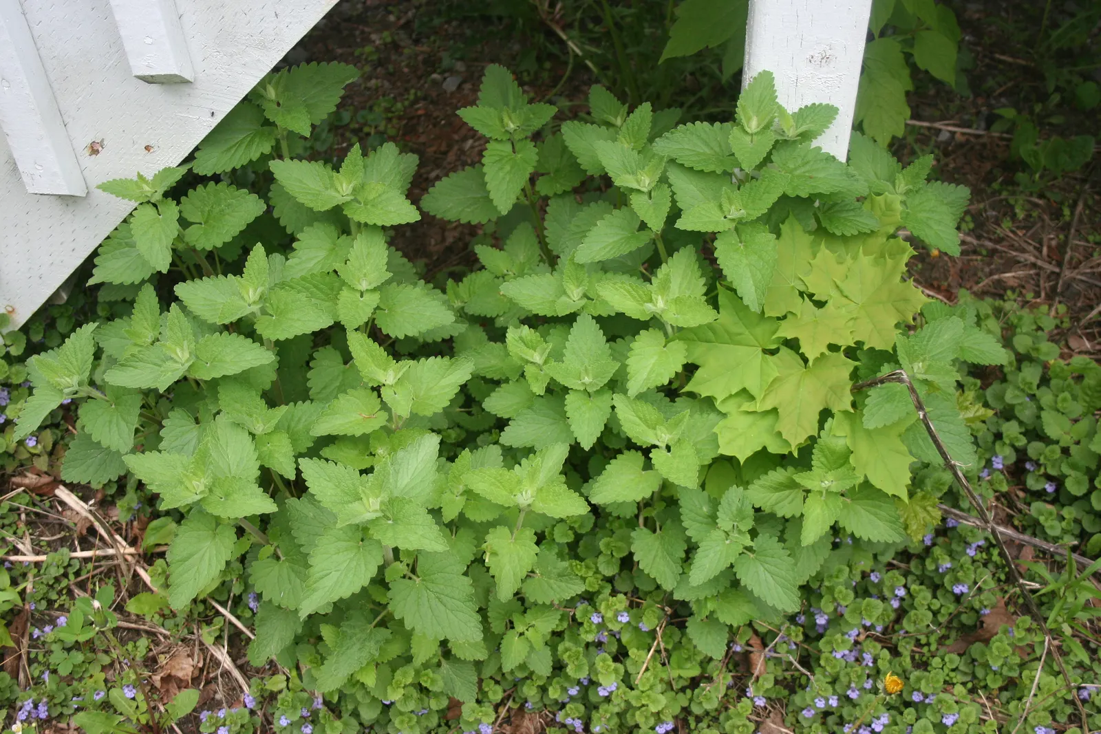 Catnip Mint (Nepeta Catariensis) — ground cover / herb / perennial for full